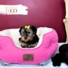 Yorkshire Terrier Puppies Miami For Sale F Black/Tan #7817