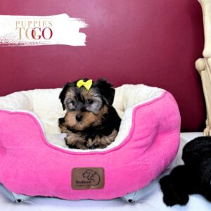Yorkshire Terrier Puppies Miami For Sale F Black/Tan #7817