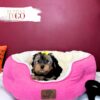 Yorkshire Terrier Puppies Miami For Sale F Black/Tan #7817 - Image 3