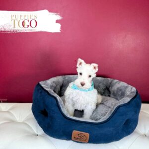 Mini Schnauzer puppies for sale Miami