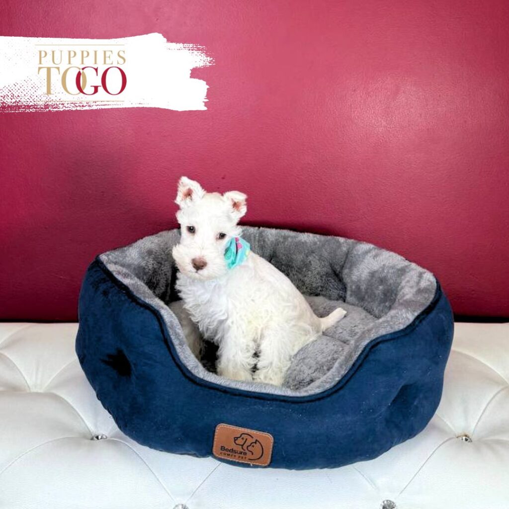 Mini Schnauzer puppies for sale Miami