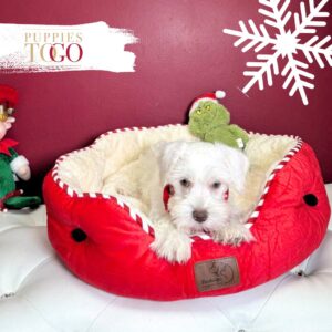 Mini Schnauzer puppies for sale Miami