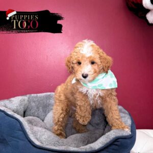 Poodle Puppies for Sale