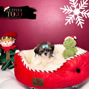 Shihtzu Puppies Miami