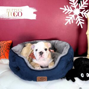 English Bulldog Puppy in Miami M White/Tan #4274