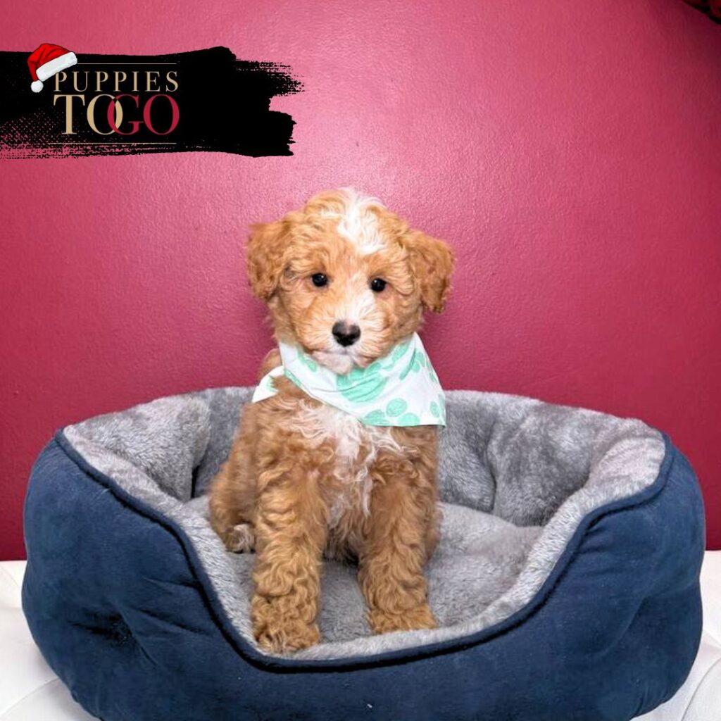 Poodle Puppies for Sale