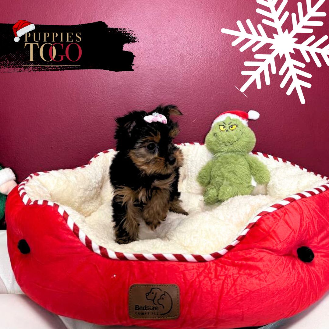 Yorkshire Terrier Puppies Miami For Sale F Black/Tan #5749