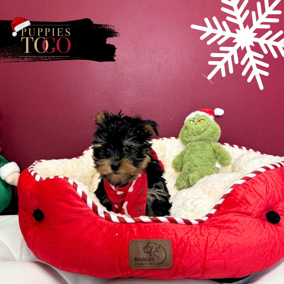 Yorkshire Terrier Puppies Sale Miami