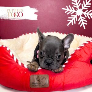 French Bulldog Puppies Miami