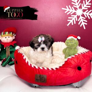 Shih Tzu Puppies For Sale Miami