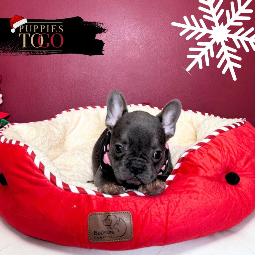French Bulldog Puppies Miami