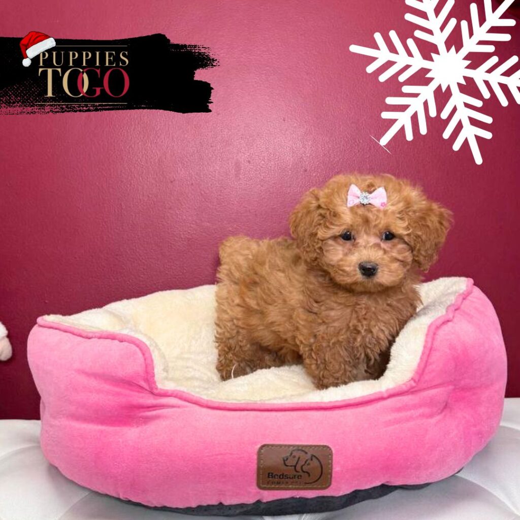 Poodle puppies Miami