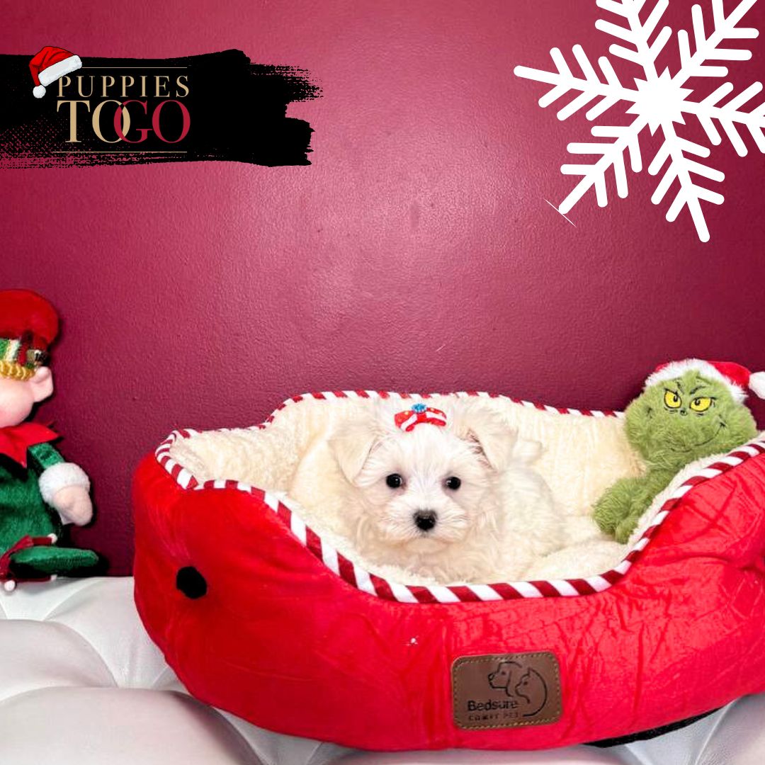 Maltese puppies for sale Miami F White #7508