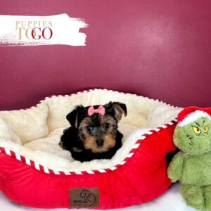 Yorkshire Terrier Puppies Miami F Black/Tan #0282