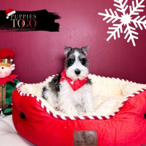 Mini Schnauzer puppies for sale Miami