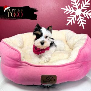 Mini Schnauzer puppies for sale Miami