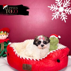 Shih Tzu for sale at Puppies