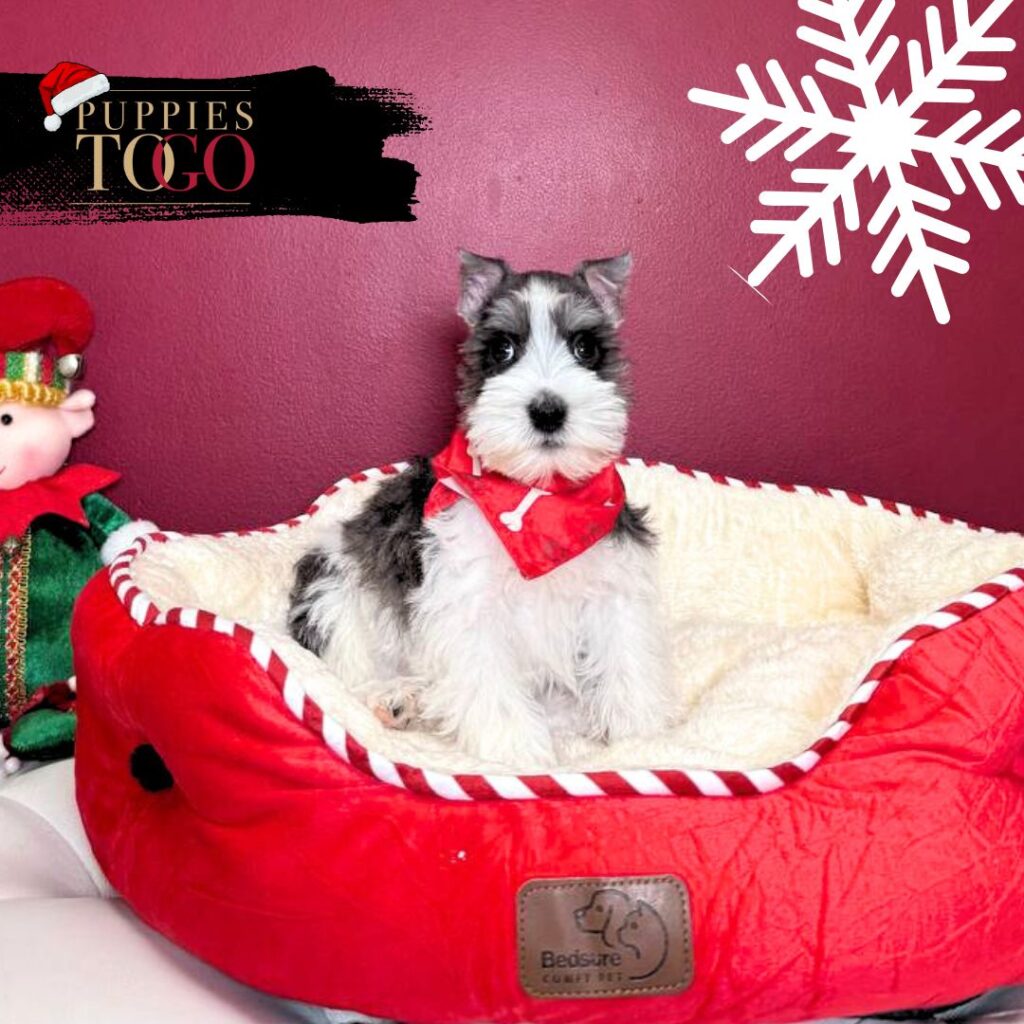 Mini Schnauzer puppies for sale Miami