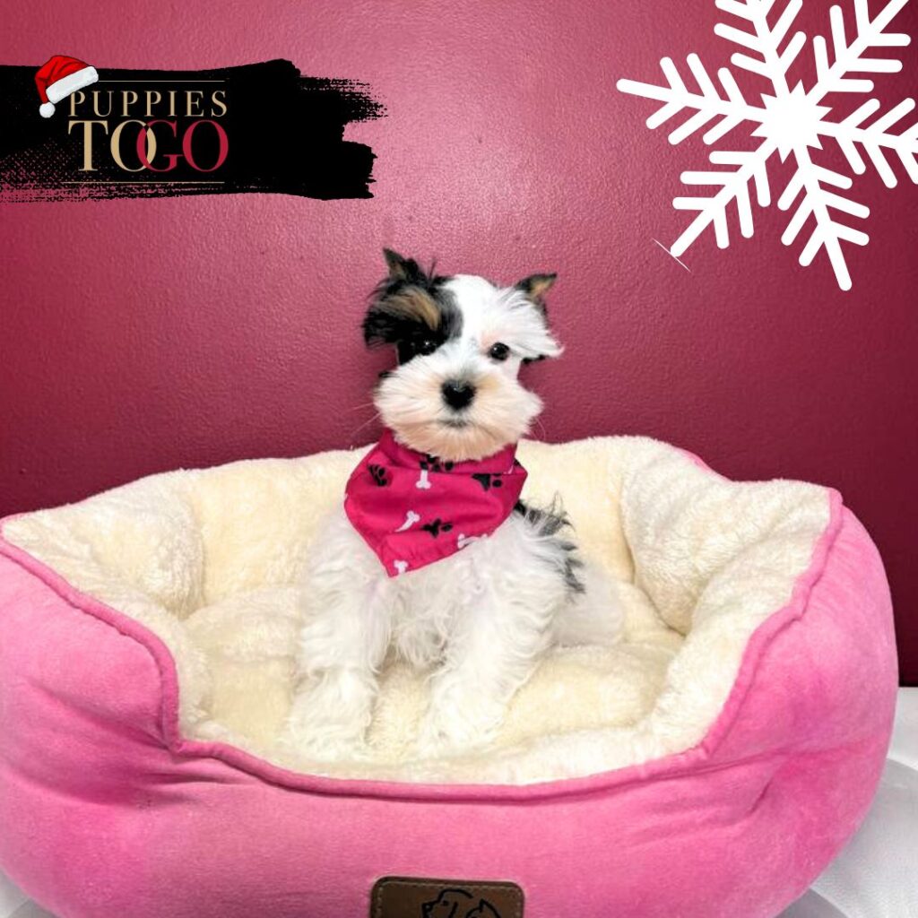 Mini Schnauzer puppies for sale Miami