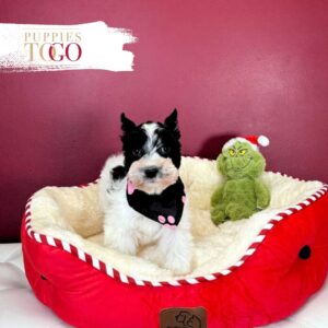 Mini Schnauzer puppies for sale Miami F White/Black #1722