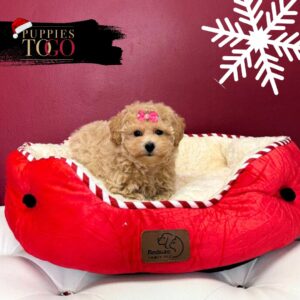 Poodle Puppies for Sale F Apricot #4270