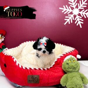 Shih Tzu for sale at Puppies F Black/White Parti #1307