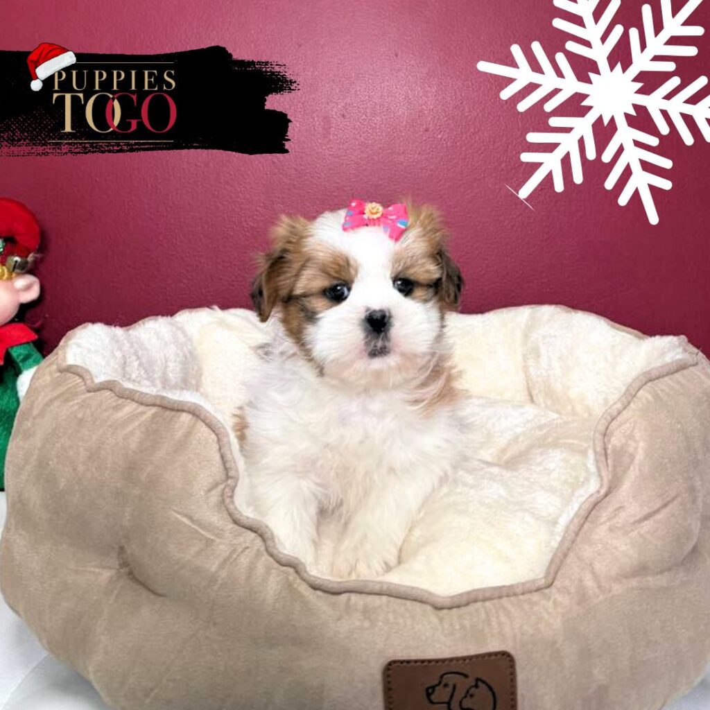 Shih Tzu for sale at Puppies