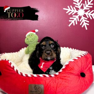 Cocker Spaniel Puppies Miami