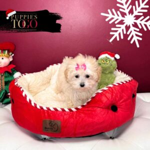 Poodle Puppy to Your Miami