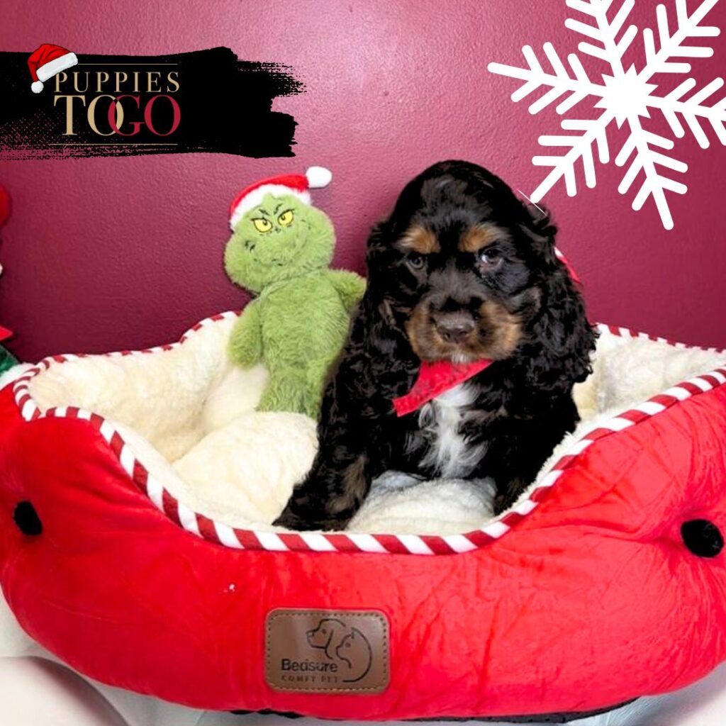 Cocker Spaniel Puppies Miami