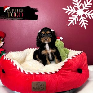 Cocker Spaniel Perfect Family Pet