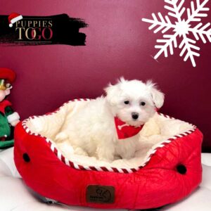 Maltipoo Puppies for Sale