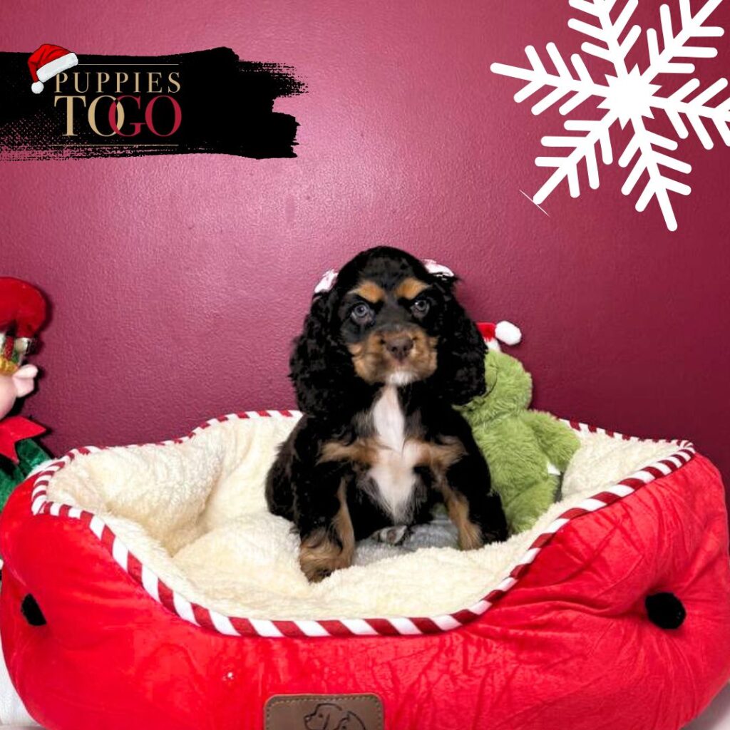 Cocker Spaniel Perfect Family Pet