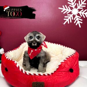 Mini Schnauzer puppies for sale Miami