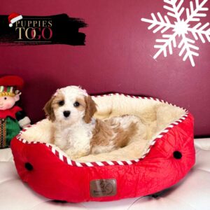 Cavapoo Puppy for Sale Miami