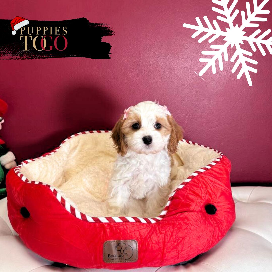 Cavapoo Puppy for Sale Miami