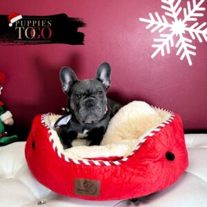 French Bulldog Puppies Sale Miami