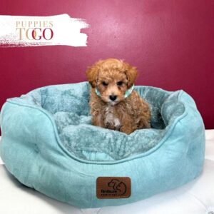 Poodle Puppies for Sale