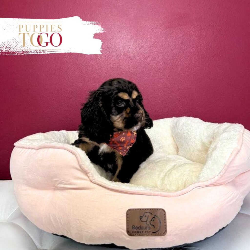 Puppies For Sale Miami