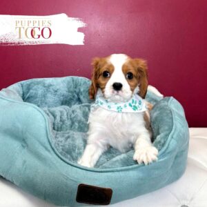 Cavalier King Charles Puppies Sale
