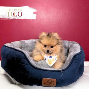 Pomeranian puppies sale Miami M Orange Merle #8818