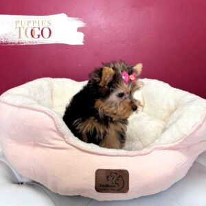 Puppies Miami For Sale