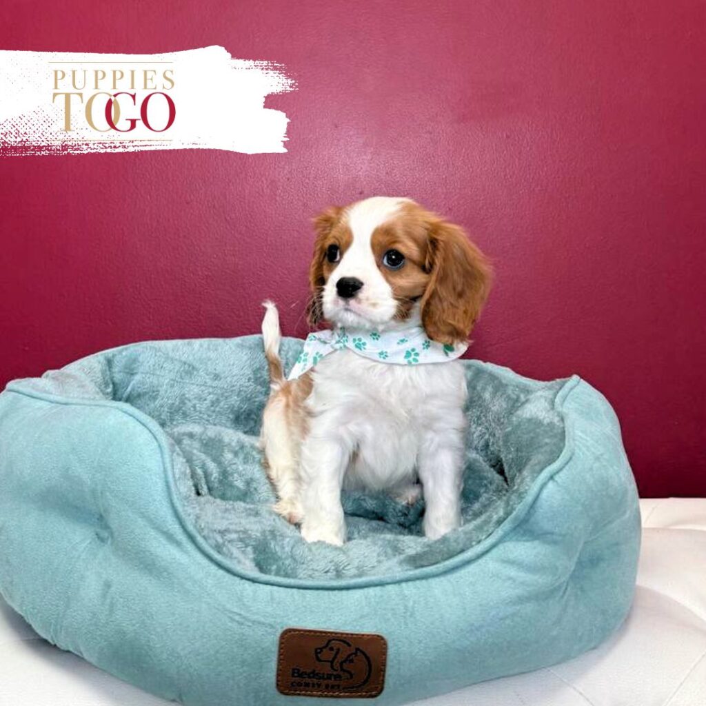 Cavalier King Charles Puppies Sale