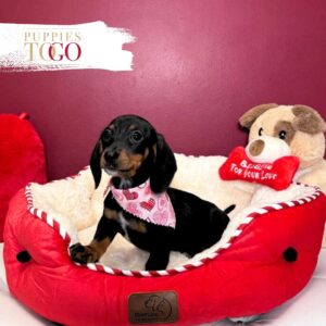 Dachshund Puppies Miami Sale F Black/Tan #6061