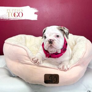 Puppies For Sale Miami