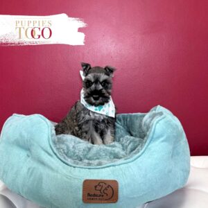 Mini Schnauzer puppies for sale Miami