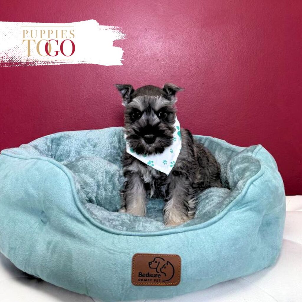 Mini Schnauzer puppies for sale Miami