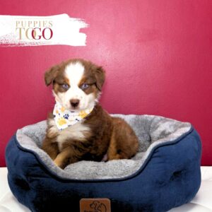 Shepherd Puppies Sale