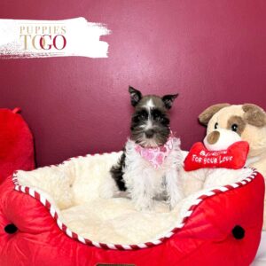 Mini Schnauzer puppies for sale Miami F White/Chocolate #2693