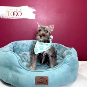 Mini Schnauzer puppies for sale